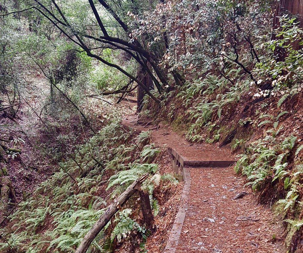 redwood+path (1)